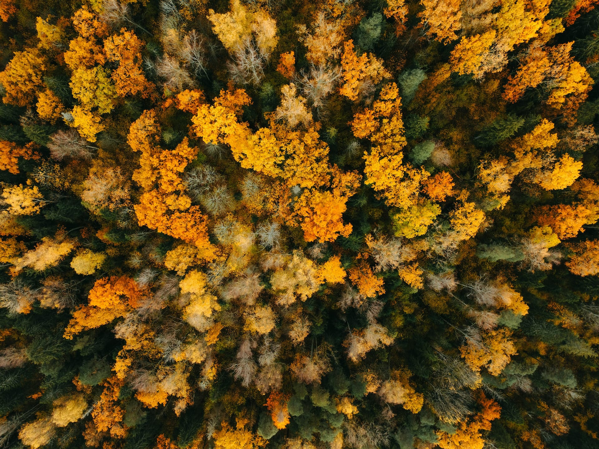 Aerial view of an autumn forest in Latvia, with golden deciduous trees and dark green conifers.